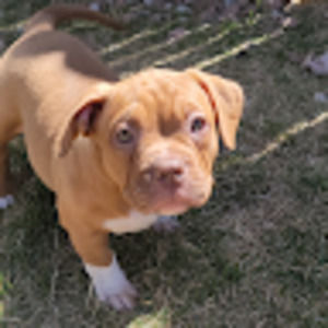 Meet your Posher, Ruby